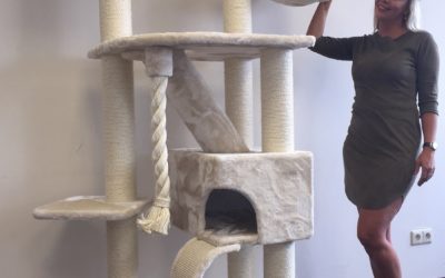 The Best Cat Tree’s for Maine Coons